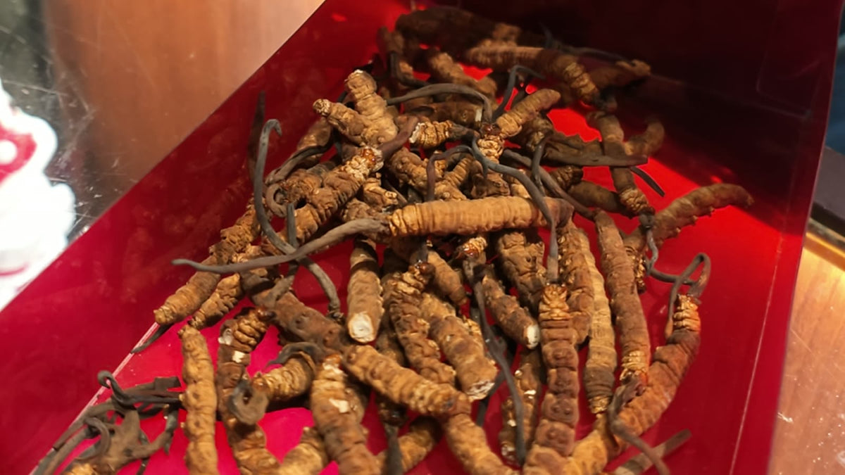 Dried wild cordyceps, golden bodies with dark stalks, spread in a red tray on the Fosetter counter.