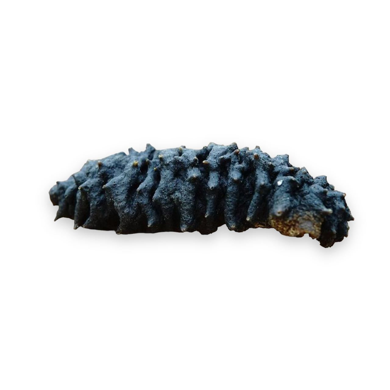 Caribbean Wild Sea Cucumber, 1 lb/bag, ±40 pieces/lb