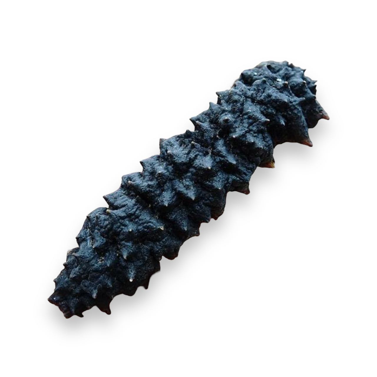 Caribbean Wild Sea Cucumber, 1 lb/bag, ±40 pieces/lb