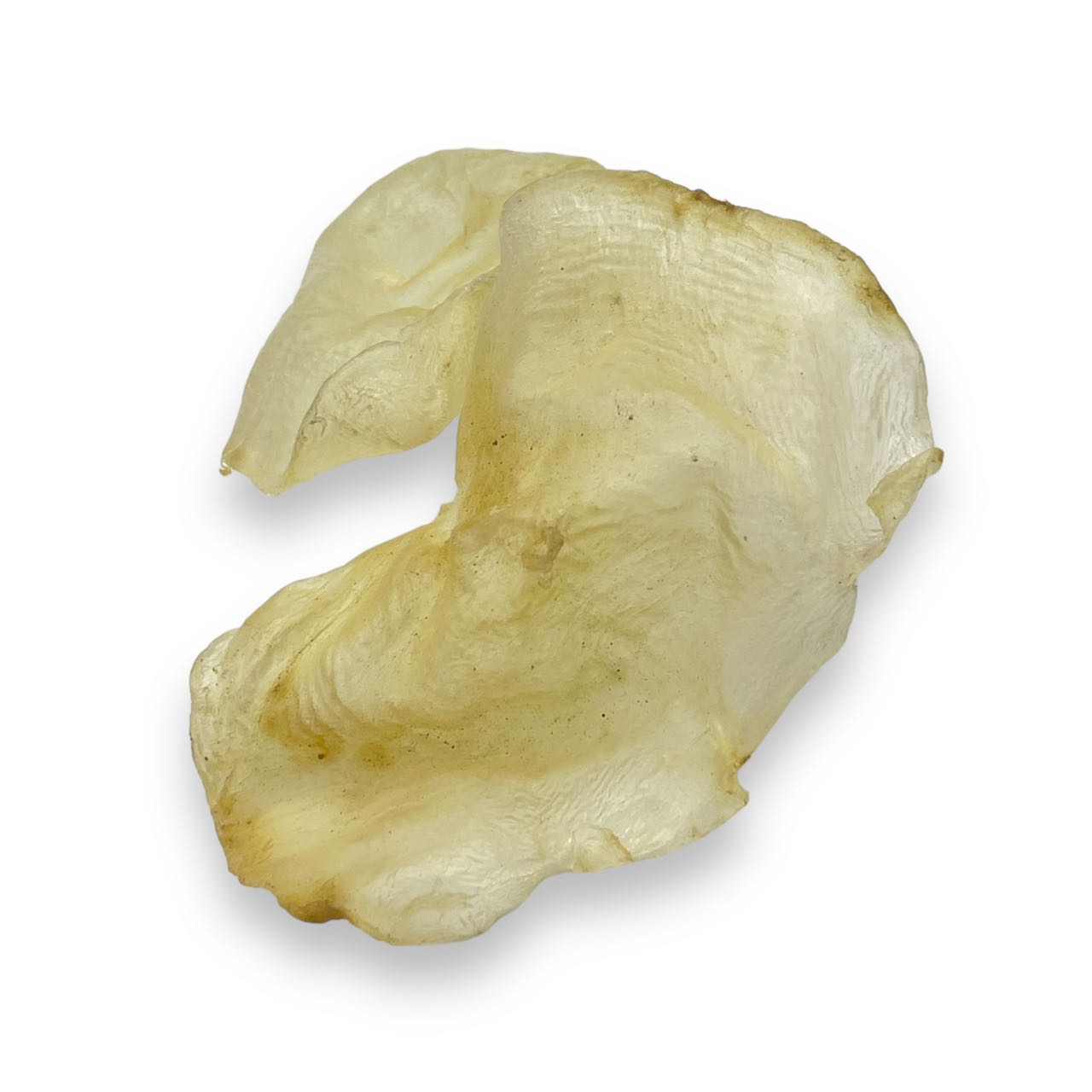 Panama Butterflyfish Maw 1 pound