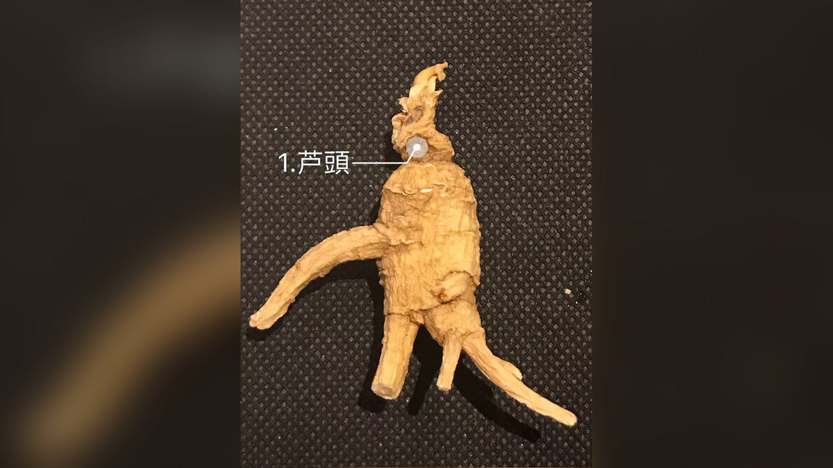 A dried ginseng root with the crown (neck) labelled, where yearly scars are counted