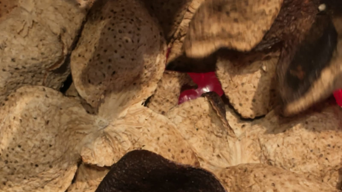 Close-up of aged Xinhui tangerine peels with their speckled inner side, in a red box at Fosetter.