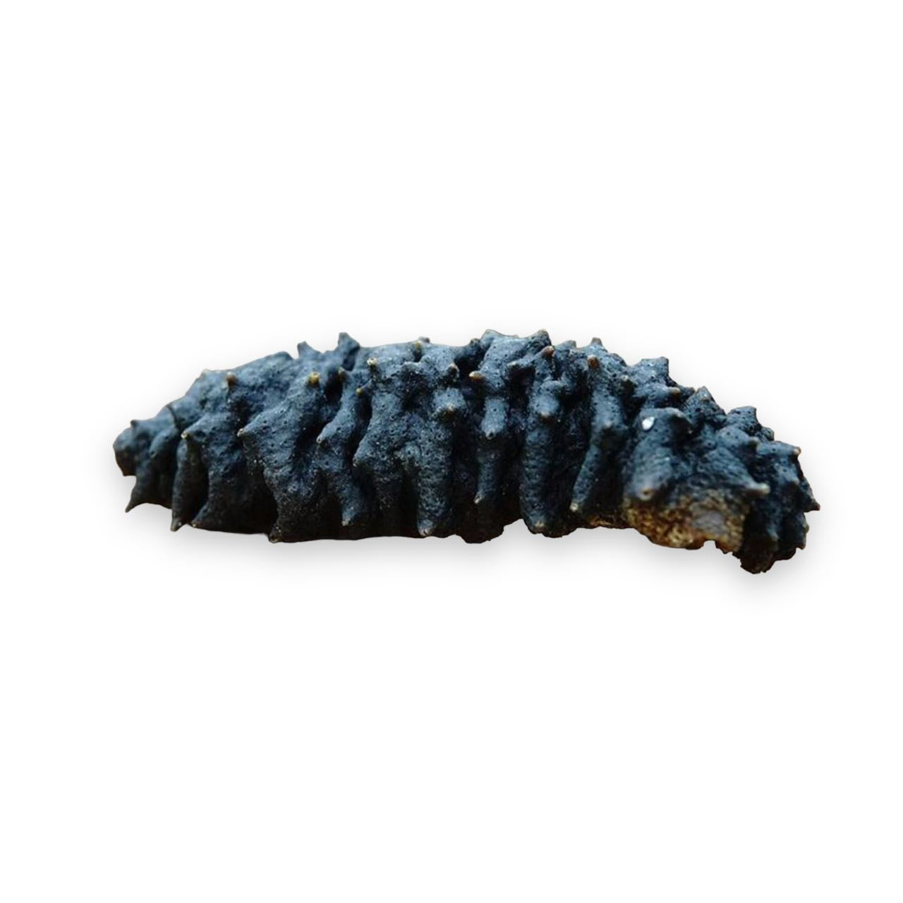 Pepino de mar salvaje del Caribe, paquete de una libra, 16 piezas ± por libra