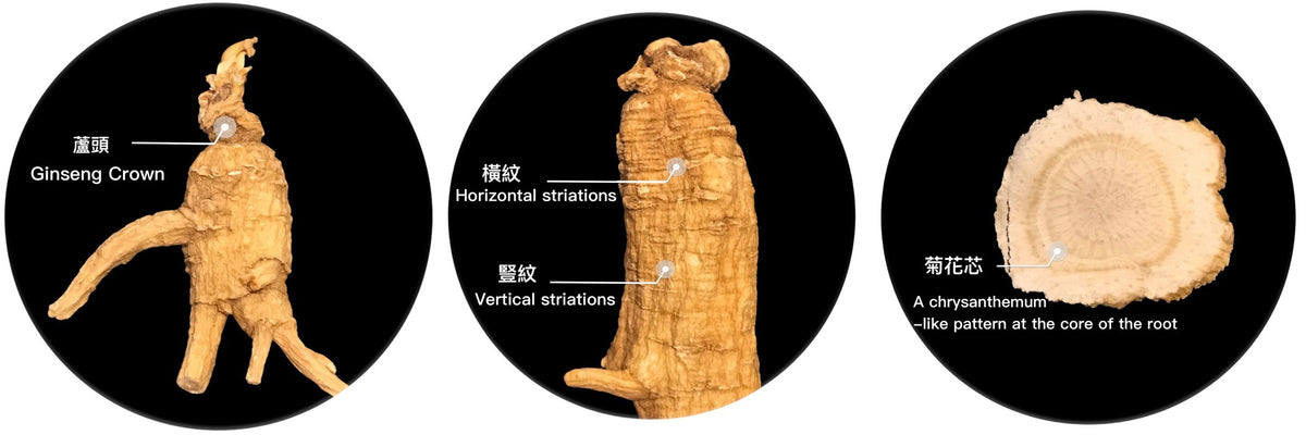 How to read a ginseng root: the crown, the horizontal and vertical striations, and the chrysanthemum pattern at the core